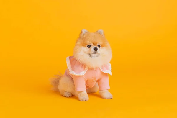 Estúdio Pet Fotografia Sentado Cão Pomeranian — Fotografia de Stock