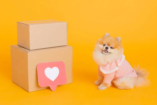 stock image studio pet photography, delivery box and pomeranian dog