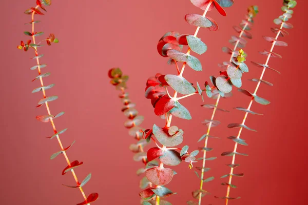 Sfondo Colorato Fiore Eucalipto — Foto Stock