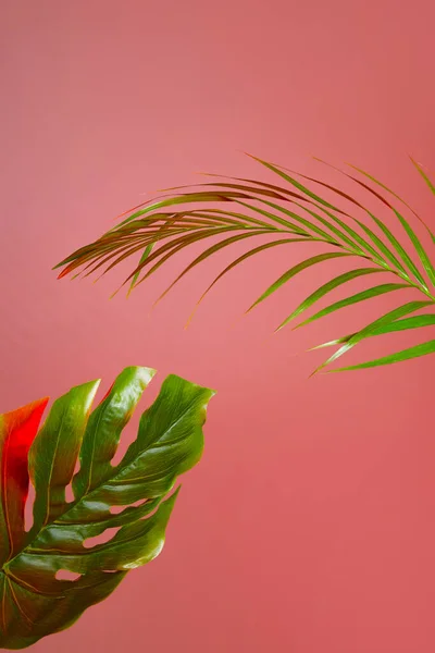 Colorful Flower Background Palm Leaf Monstera — Stock Photo, Image
