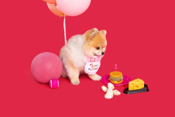 Studio Pet Photography_Pomeranian Dog Birthday Party — Stock Photo, Image