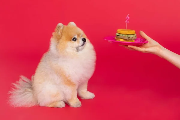 スタジオペット写真 ポメラニア犬とポメラニア犬の軽食 — ストック写真