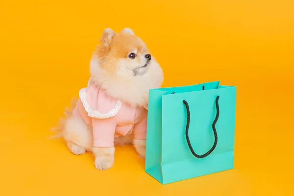 Studio Huisdier Fotografie Boodschappentas Pomeranian Hond — Stockfoto