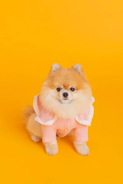 スタジオペット写真ポメラニア犬に座って — ストック写真