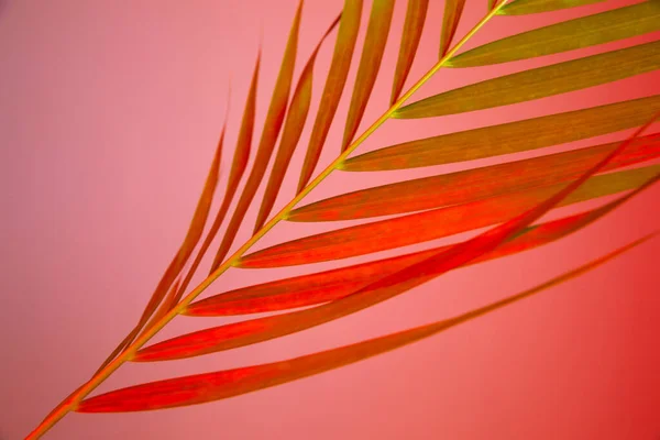 Sfondo Colorato Fiore Foglia Palma — Foto Stock