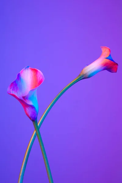 นหล งดอกไม Calla — ภาพถ่ายสต็อก