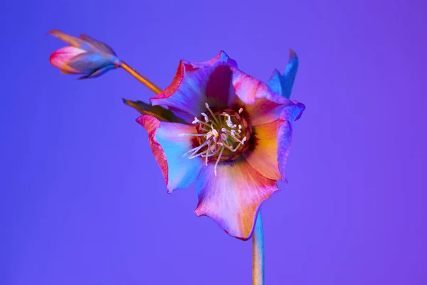 Colorful Flower Background Helleborus — Stock Photo, Image