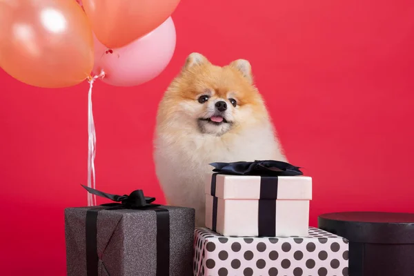 studio pet photography, gift boxes and pomeranian dog
