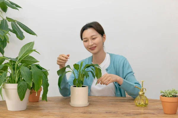 Happy Single Life Korean Woman Growing Plants Home — Stock Photo, Image