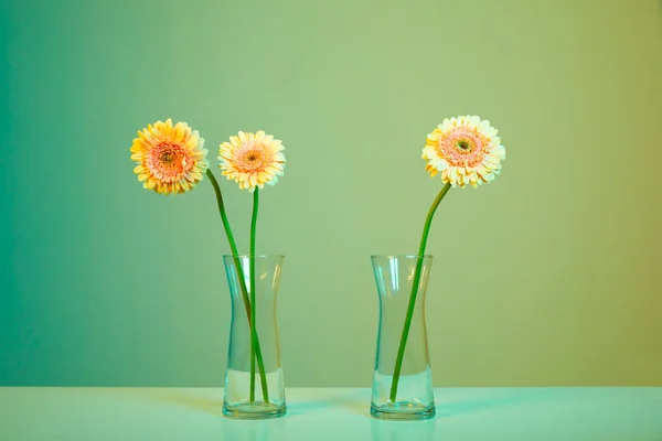 stock image colorful flower background, gerberas