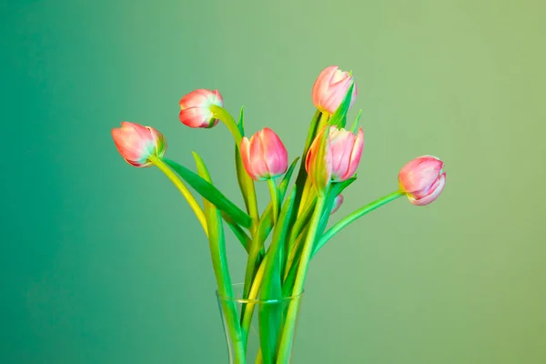 Πολύχρωμο Φόντο Λουλούδι Τουλίπες — Φωτογραφία Αρχείου