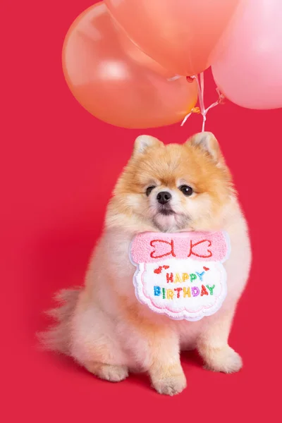 Estúdio Pet Photography Pomeranian Cão Festa Aniversário — Fotografia de Stock