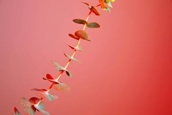 Renkli Çiçek Arkaplanı Okaliptüs — Stok fotoğraf
