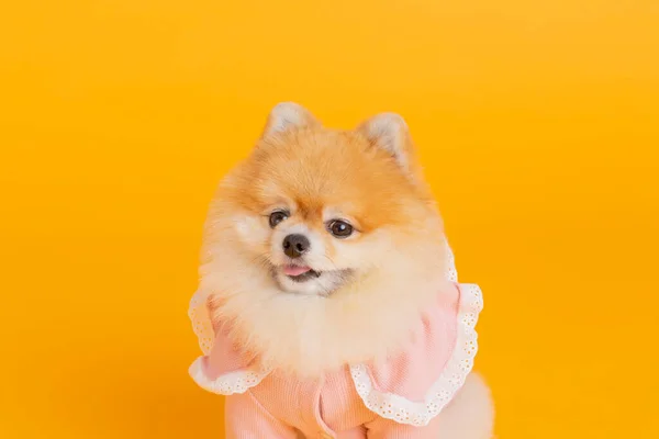 Studio Fotografia Zwierząt Domowych Siedzący Pies Pomeranian — Zdjęcie stockowe