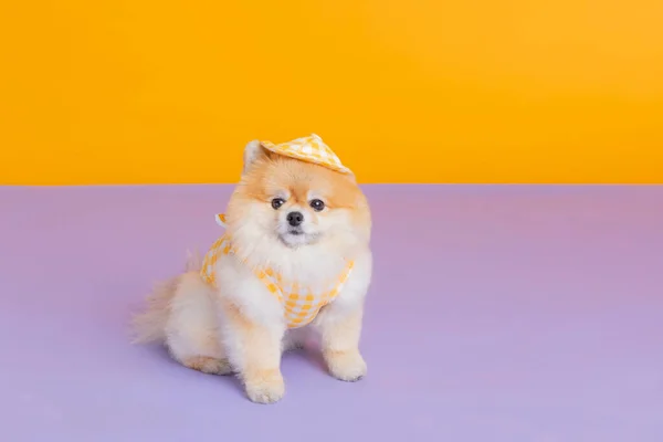 Studio Pet Photography Pomeranian Dog Kindergarten Uniform — Stock Photo, Image