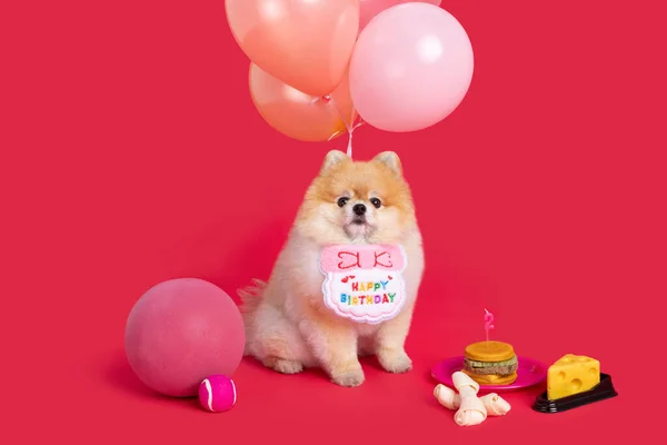 Studio Pet Photography Pomeranian Pies Urodziny — Zdjęcie stockowe