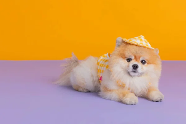 Studio Fotografia Zwierząt Pies Pomeranian Mundurze Przedszkola — Zdjęcie stockowe