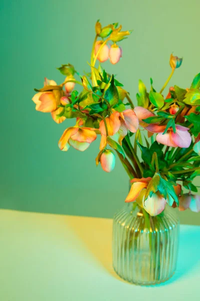 Πολύχρωμο Φόντο Λουλουδιών Helleborus — Φωτογραφία Αρχείου