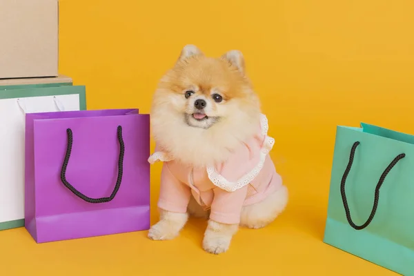 Studio Huisdier Fotografie Boodschappentassen Pomeranian Hond — Stockfoto