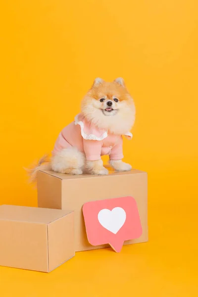Stüdyo Fotoğrafçılığı Teslimat Kutusu Pomeranian Köpeği — Stok fotoğraf