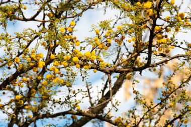 Acacia tree (Hawthorn) flowering in spring with its characteristic yellow color.