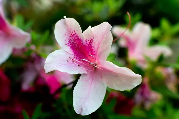 Close Uma Flor Azálea Rhododendron Simsii Planch Rosa Claro — Fotografia de Stock