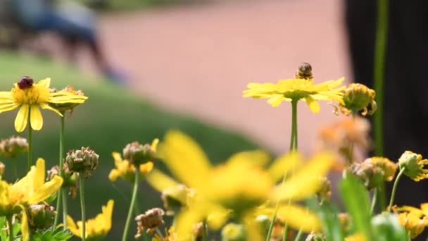 Пчела Опыляет Собирает Пыльцу Желтого Цветка — стоковое видео