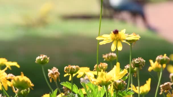 Червоний Сент Ентоні Сидить Жовтій Квітці — стокове відео