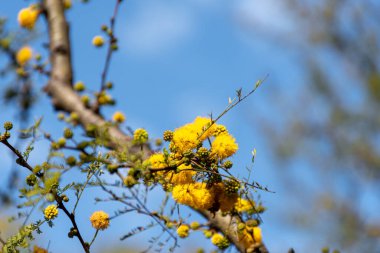 Acacia tree (Hawthorn) flowering in spring with its characteristic yellow color.