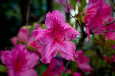 Several flowers of azalea (Rhododendron simsii Planch), dark pink.