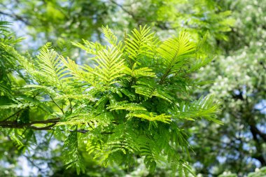 Leafy branch with leaves of Peltophorum dubium.