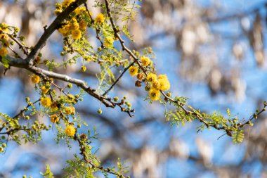 Acacia tree (Hawthorn) flowering in spring with its characteristic yellow color.