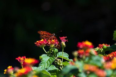 Çiçeklere tünemiş kral kelebeği.