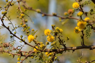 Acacia tree (Hawthorn) flowering in spring with its characteristic yellow color.