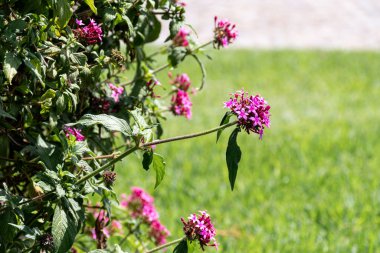 Selective focus of bouquet of pink Egyptian Star flowers on your plant.