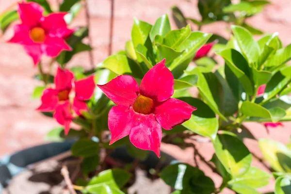 Red Mandevilla sanderi flower on its plant.
