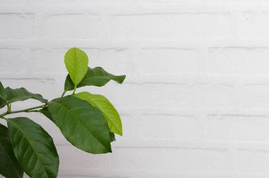 Beyaz tuğla duvarda limon ağacı yaprakları olan bir dal..