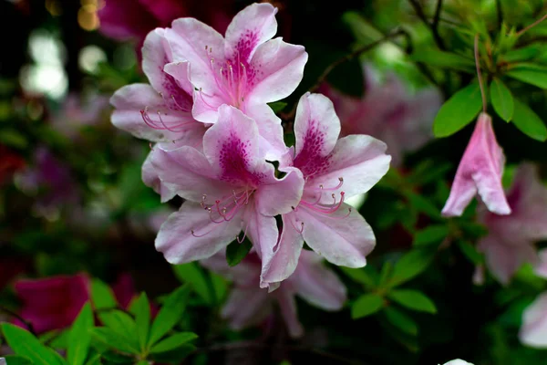 Birkaç açelya çiçeği (Rhododendron simsii Planch), açık pembe.