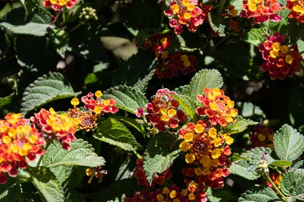 stock image Spanish flag flower bush (Lantana) with a bee pollinating.