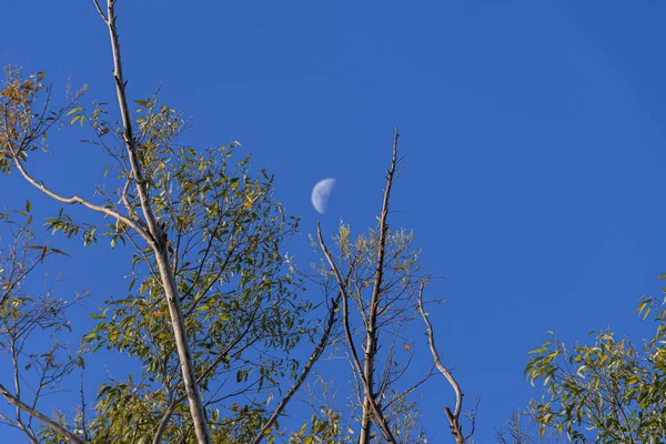 Zweige Hoher Bäume Mit Blättern Und Der Mond Hintergrund Taghimmel — Stockfoto