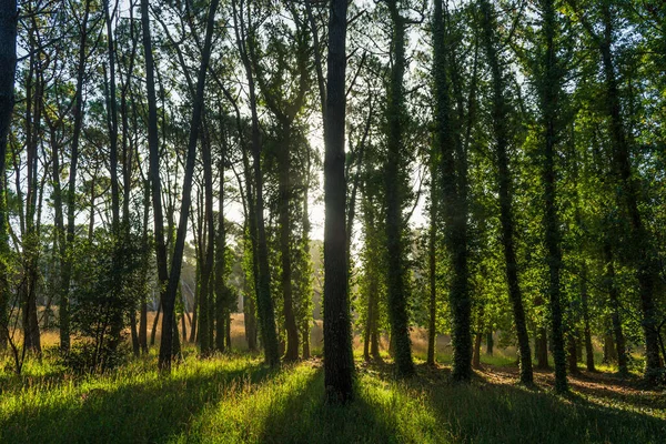 stock image Rays of sunlight passing through the trees of a forest.