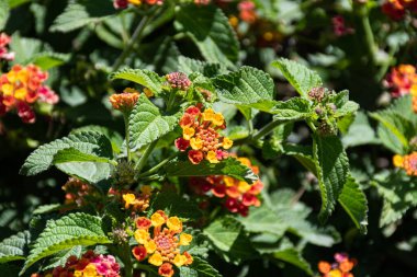 Kırmızı ve sarı İspanyol bayrağı çiçekleri veya verbena (Lantana).