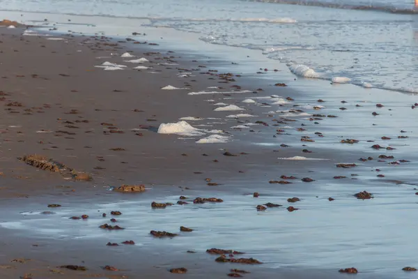 被海浪拖曳的海藻所困扰的海滨 — 图库照片