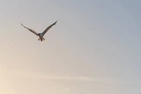 Måsen Flyger Himlen Över Stranden Vid Solnedgången — Stockfoto