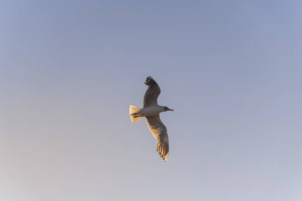 日落时海鸥在海滩上空飞翔 — 图库照片