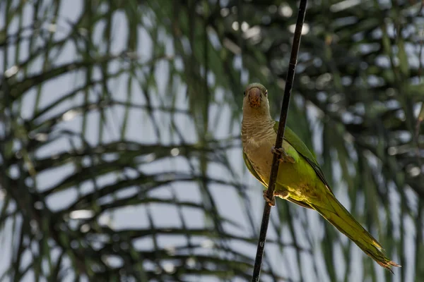 绿鹦鹉 仙人掌 站在铁丝网上 背后有叶状的枝条 — 图库照片