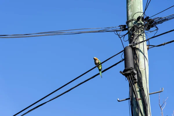 一只绿色的鹦鹉站在城市的铁丝网上 对环境的破坏 — 图库照片