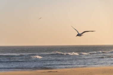 Martı sahilin üzerinde uçuyor..