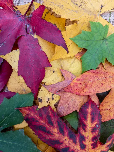 Background of autumn leaves of different shapes and colors.