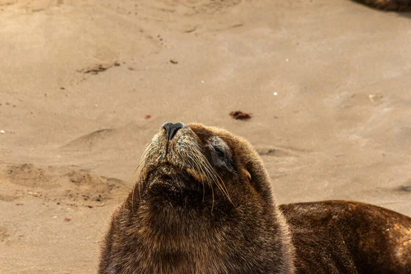 Head Sea Lion — Stock Photo, Image